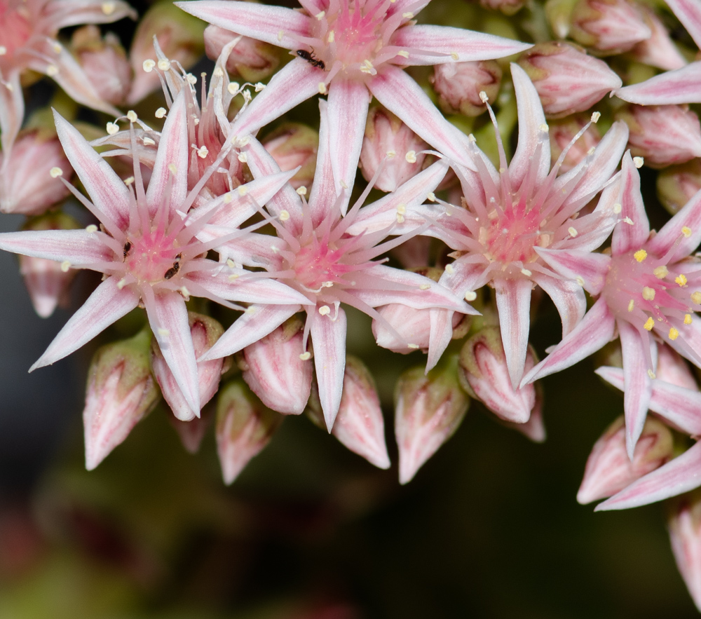 Image of Aeonium decorum specimen.