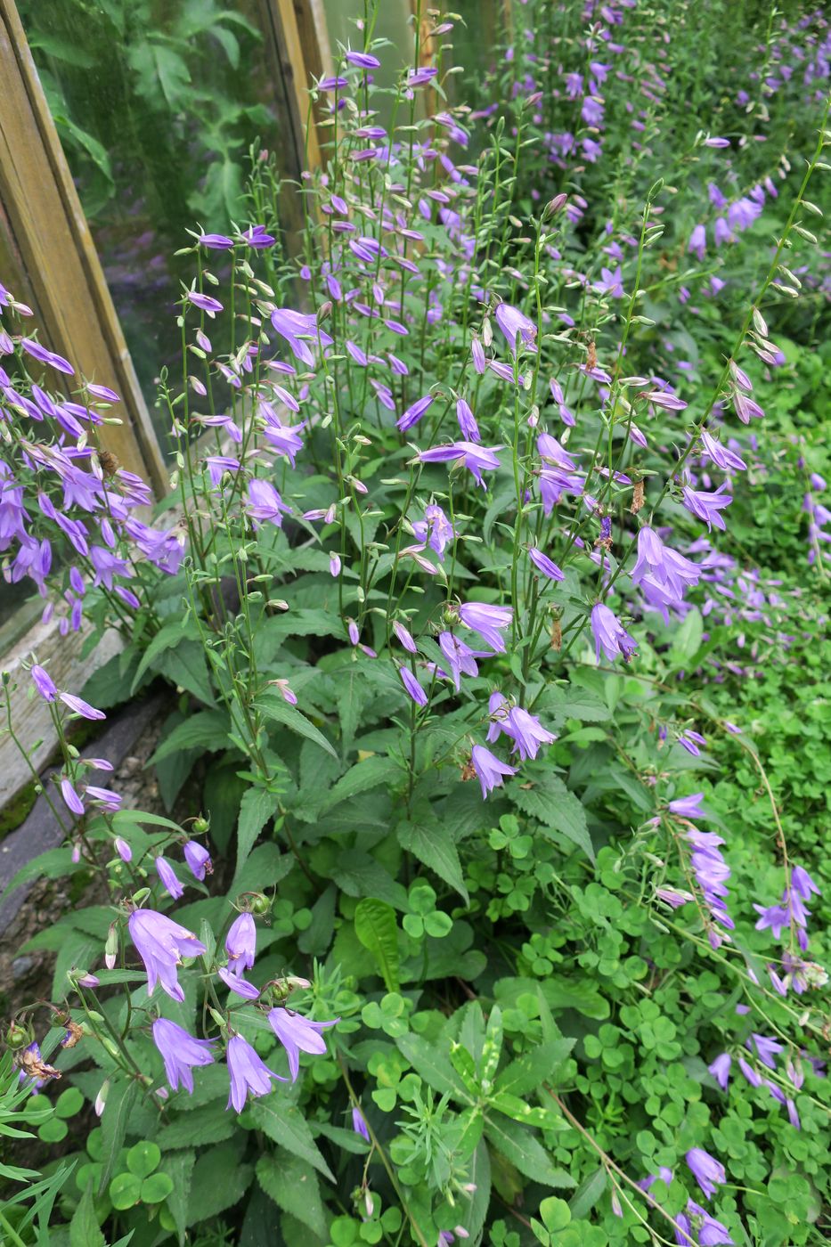 Image of Campanula rapunculoides specimen.