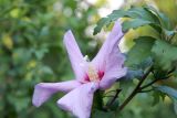 Hibiscus syriacus