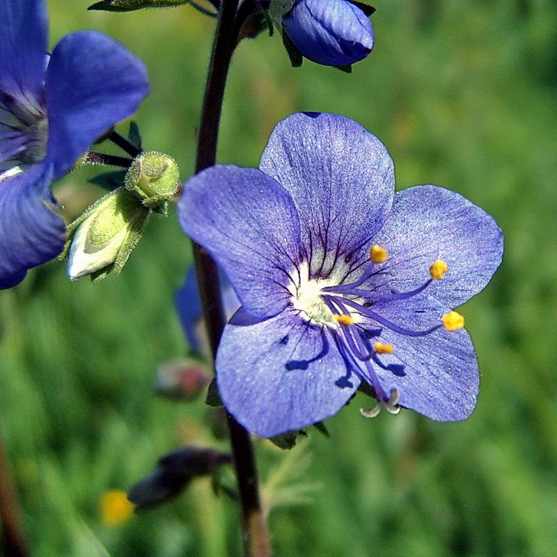 Image of Polemonium caeruleum specimen.