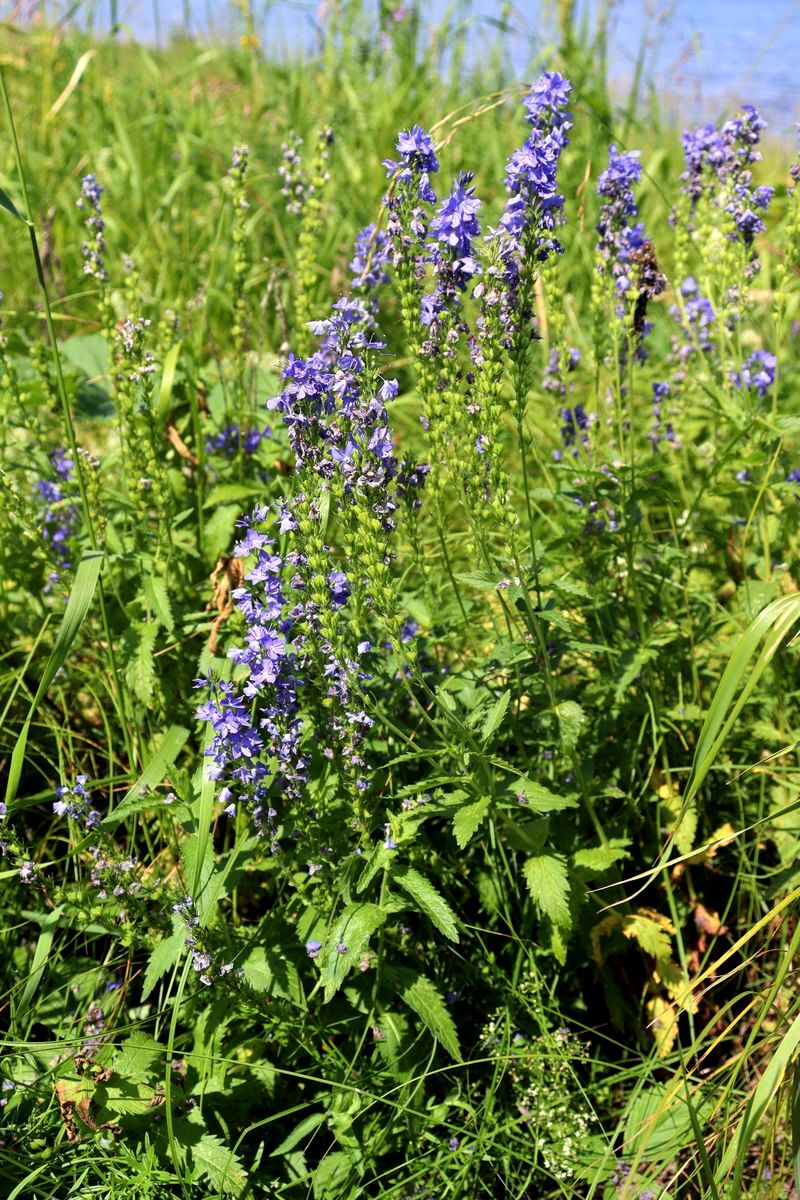 Image of Veronica teucrium specimen.