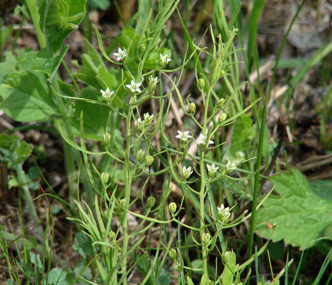 Изображение особи Thesium repens.