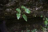 Campanula pendula. Вегетирующее растение. Республика Адыгея, правый борт долины руч. Бачурина, нижняя часть скалы Парус, над нишей. 27 июля 2022 г.