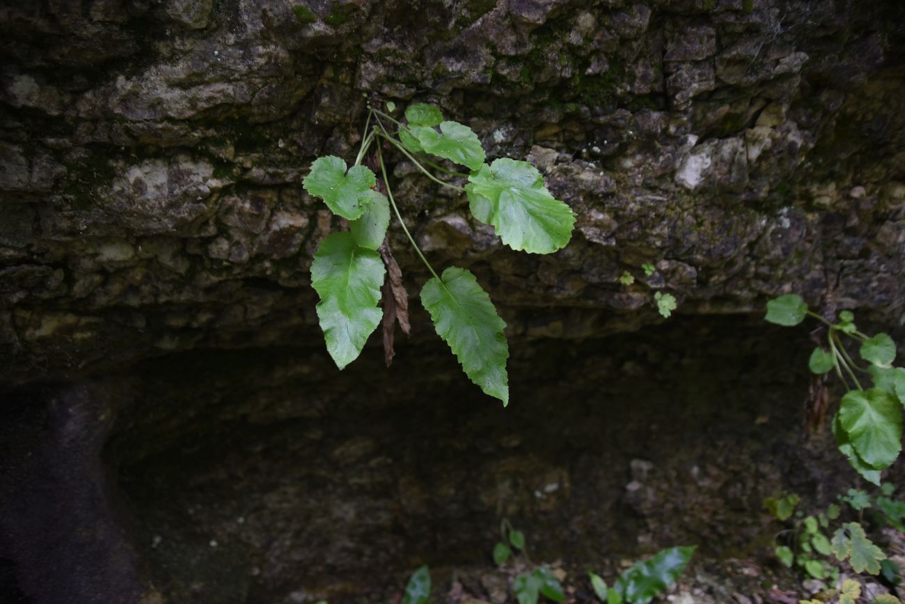 Image of Campanula pendula specimen.