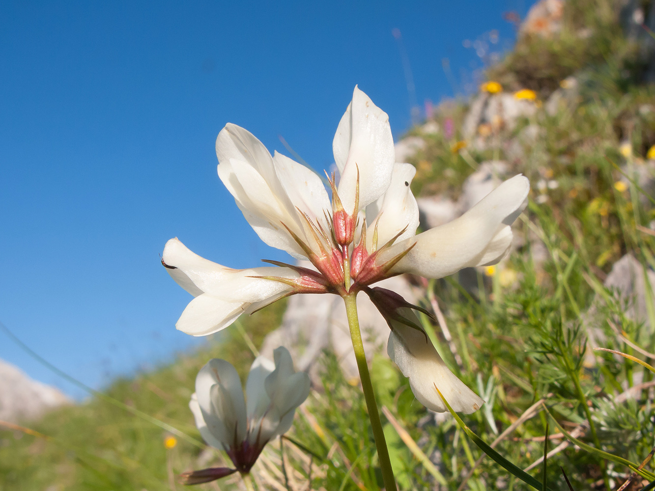 Изображение особи Trifolium polyphyllum.