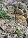 Draba parviflora. Цветущее и плодоносящее растение на каменистой россыпи. Казахстан, Заилийский Алатау, Большое Алматинское ущелье, ≈ 3000 м н.у.м. 09.06.2013.