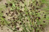 Juncus articulatus. Побеги с соплодиями. Тверская обл., Весьегонский р-н, река Реня, отмель. 1 августа 2022 г.