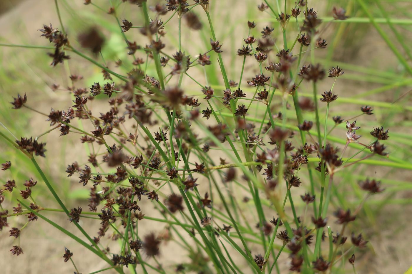 Image of Juncus articulatus specimen.