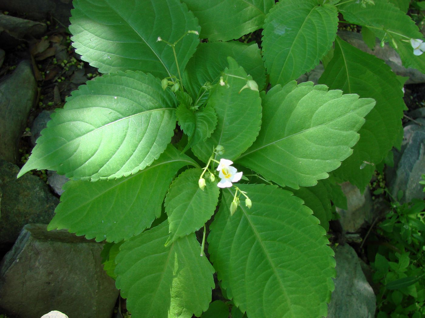 Image of Impatiens parviflora specimen.