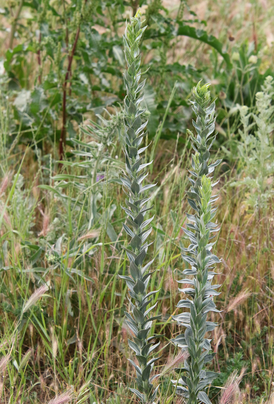 Изображение особи Linaria genistifolia.