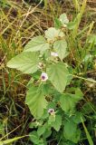 Althaea officinalis. Цветущее и плодоносящее растение. Ростовская обл., Октябрьский р-н, окр. станицы Красюковская, берег р. Грушевка, Начало августа 2004 г.