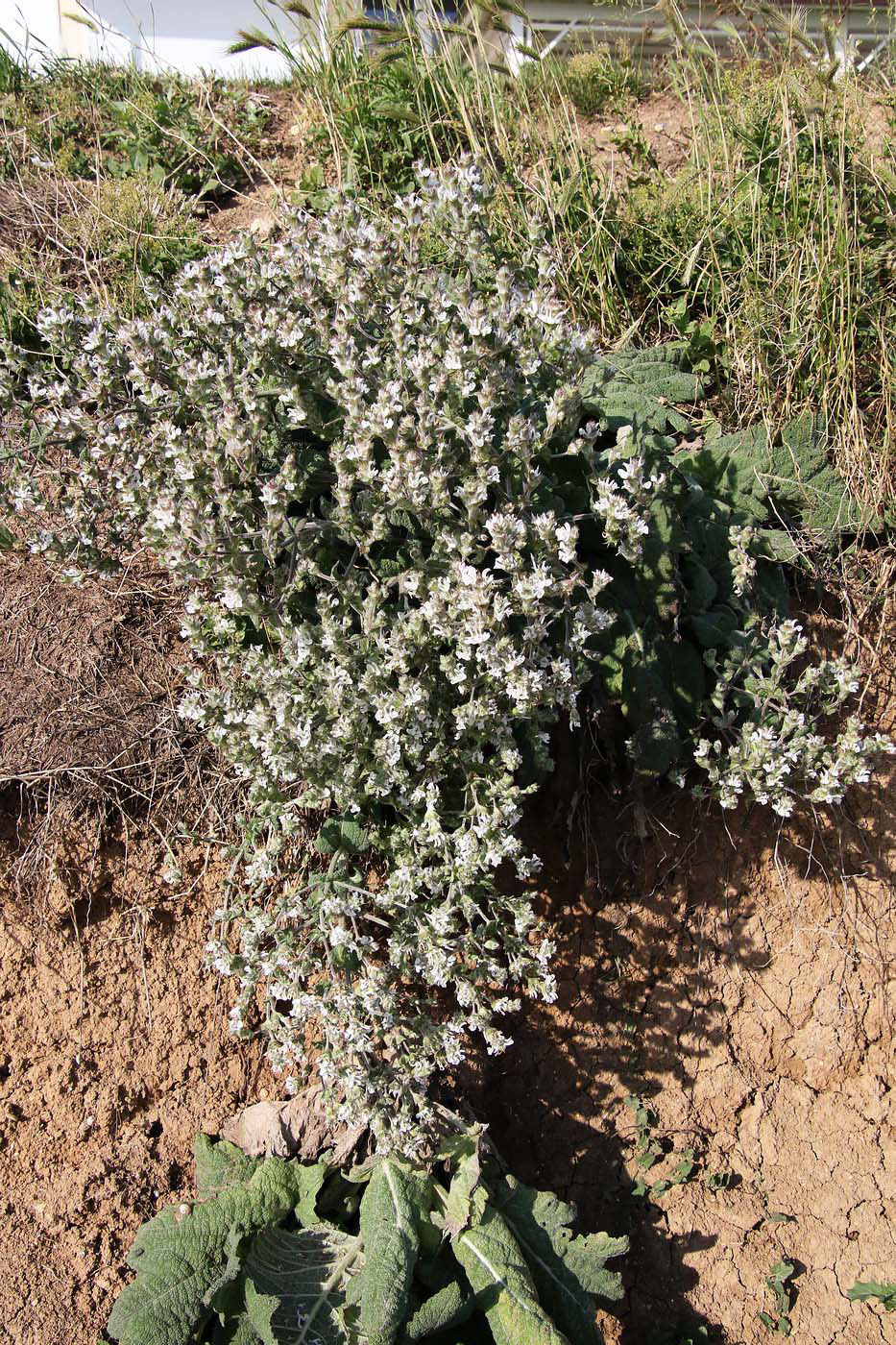 Изображение особи Salvia aethiopis.