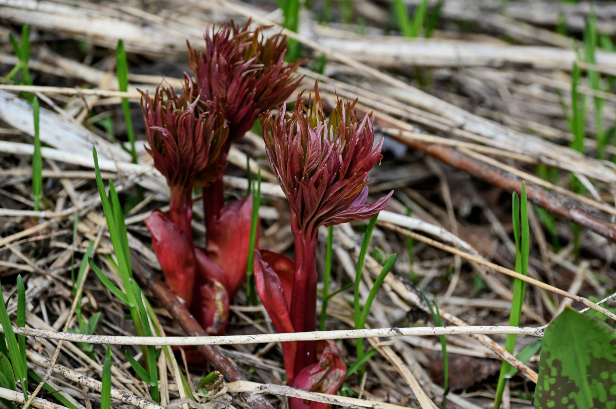 Изображение особи Paeonia anomala.