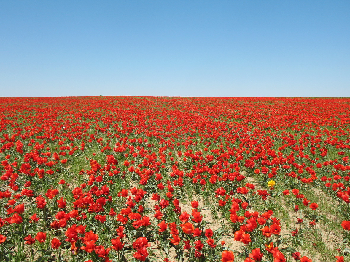 Изображение особи Tulipa greigii.
