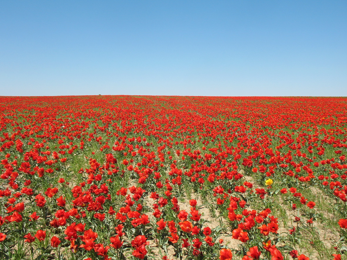 Изображение особи Tulipa greigii.