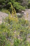 Eremurus jungei. Цветущие побеги (вокруг - цветущие Jasminum fruticans). Крым, окр. Балаклавы, плато Инжир, каменистый склон. 17.05.2023.