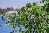 Psidium guajava. Верхушка ветви с цветками и бутонами. Египет, мухафаза Асуан, о-в Агилика, в культуре. 03.05.2023.
