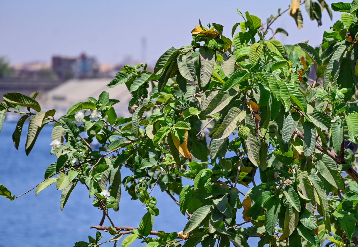 Изображение особи Psidium guajava.