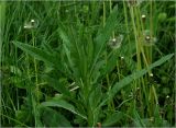 Cirsium setosum