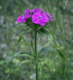 Dianthus barbatus. Верхушка цветущего растения. Пермский край, г. Пермь, Кировский р-н, кладбище \"Закамское\", газон. 25.06.2023.