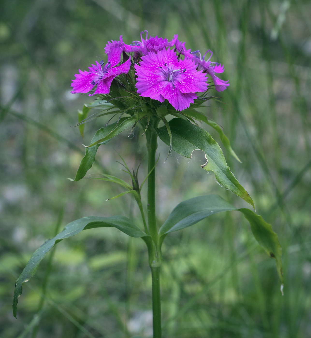 Изображение особи Dianthus barbatus.