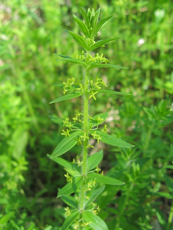 Image of Cruciata krylovii specimen.