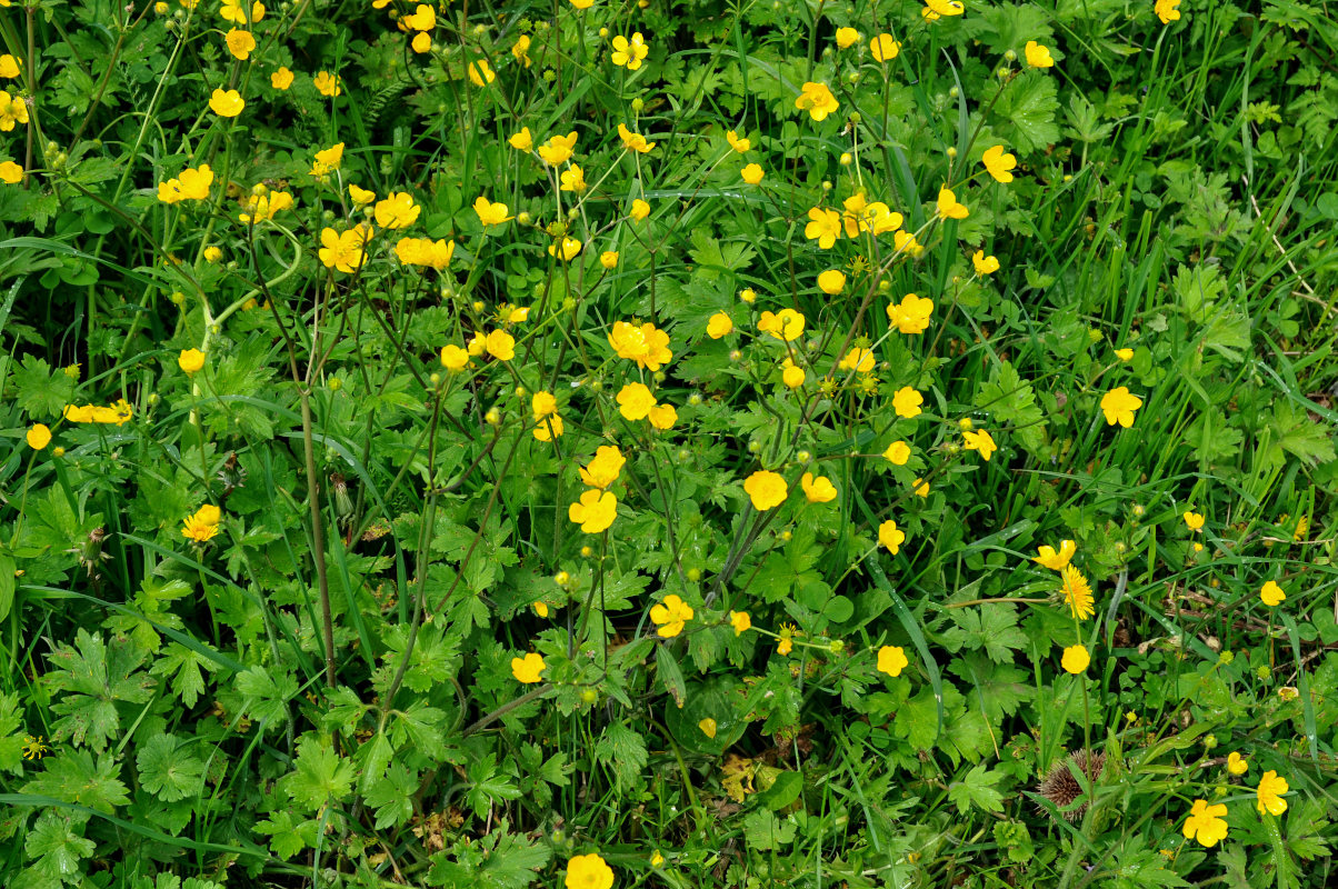 Image of Ranunculus grandiflorus specimen.