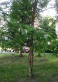Robinia pseudoacacia