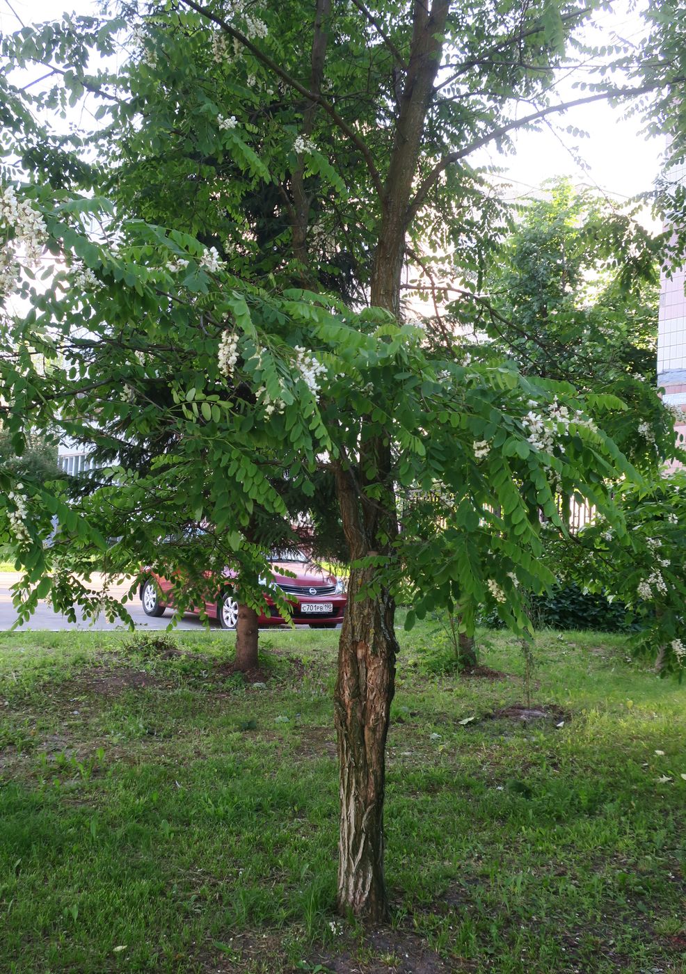 Изображение особи Robinia pseudoacacia.