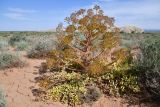 Ferula iliensis. Плодоносящее растение. Казахстан, Алматинская обл., горы Богуты, подгорная пустыня. 25 мая 2023 г.