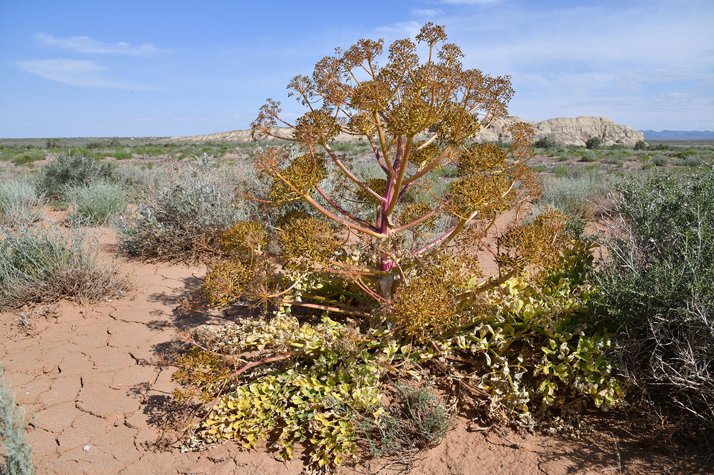 Image of Ferula iliensis specimen.