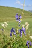 Aconitum nasutum