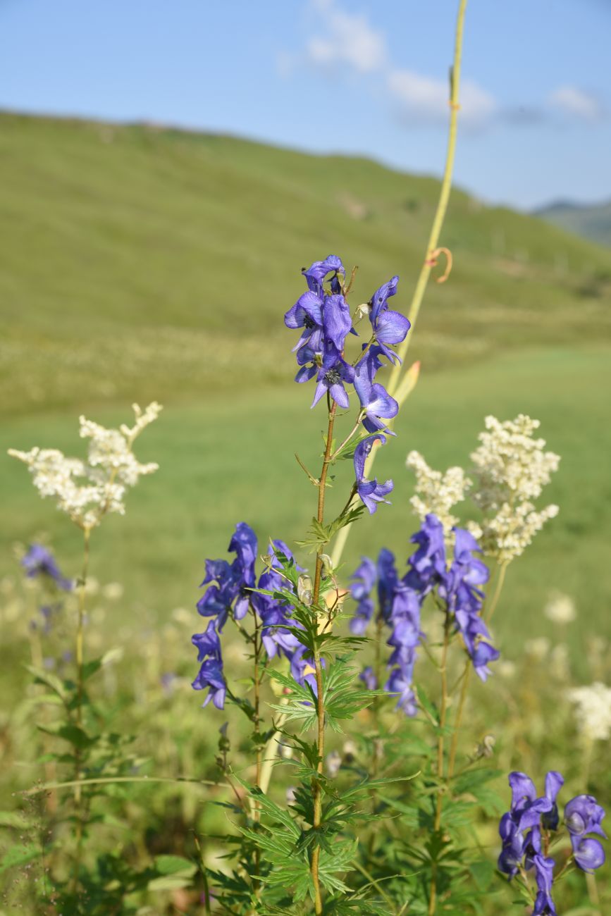 Изображение особи Aconitum nasutum.