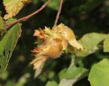 Corylus americana. Соплодие. Ярославская обл., г. Переславль-Залесский, дендрологический сад. 19.09.2023.