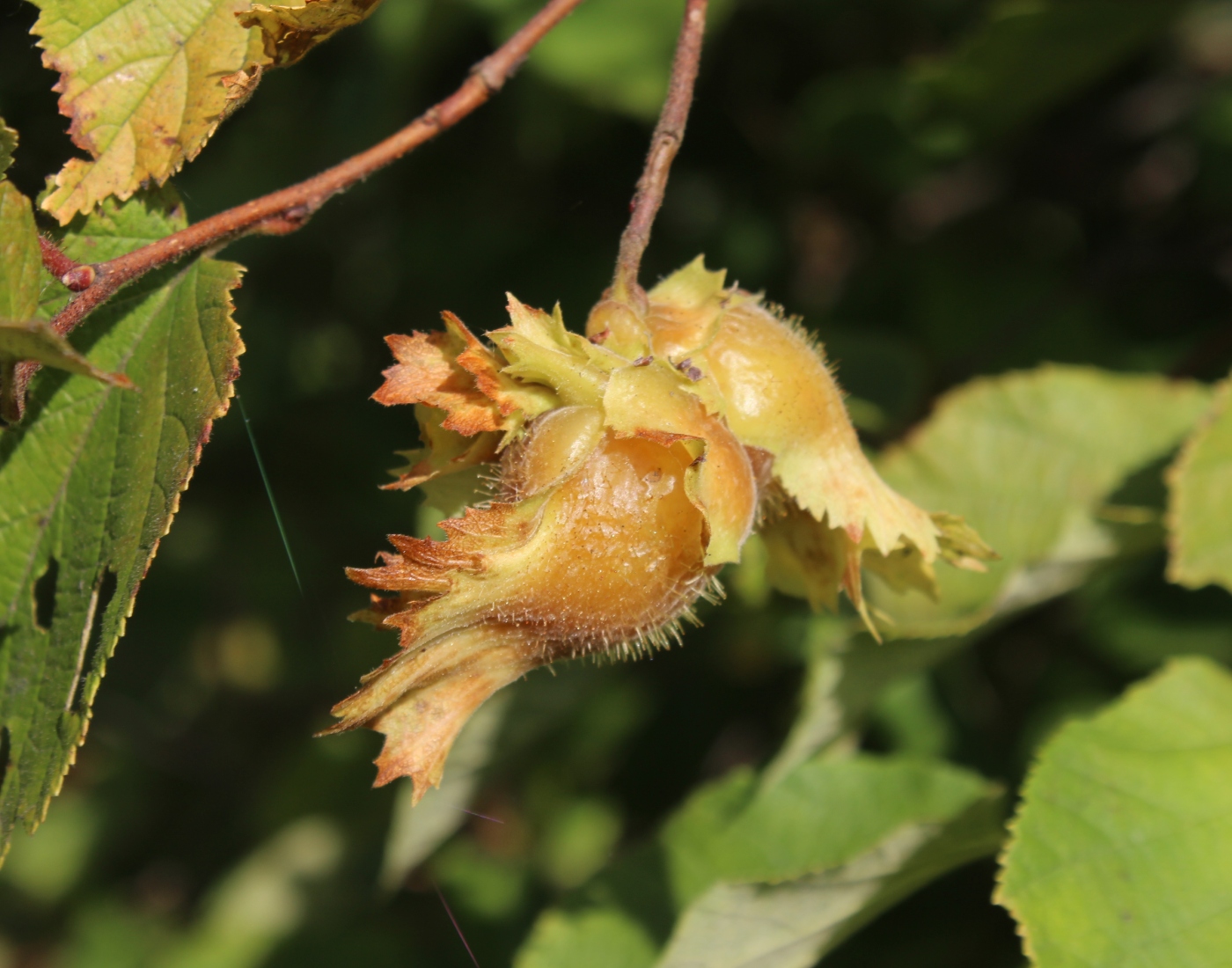 Image of Corylus americana specimen.