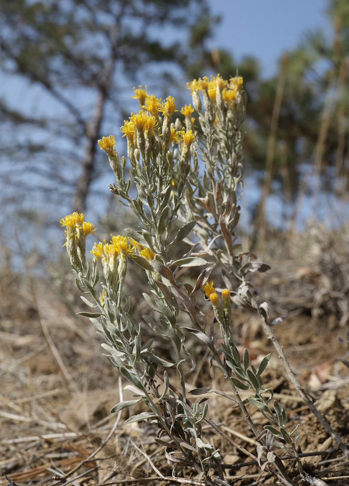 Image of Galatella villosa specimen.