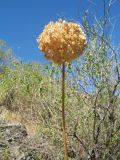 Allium drobovii