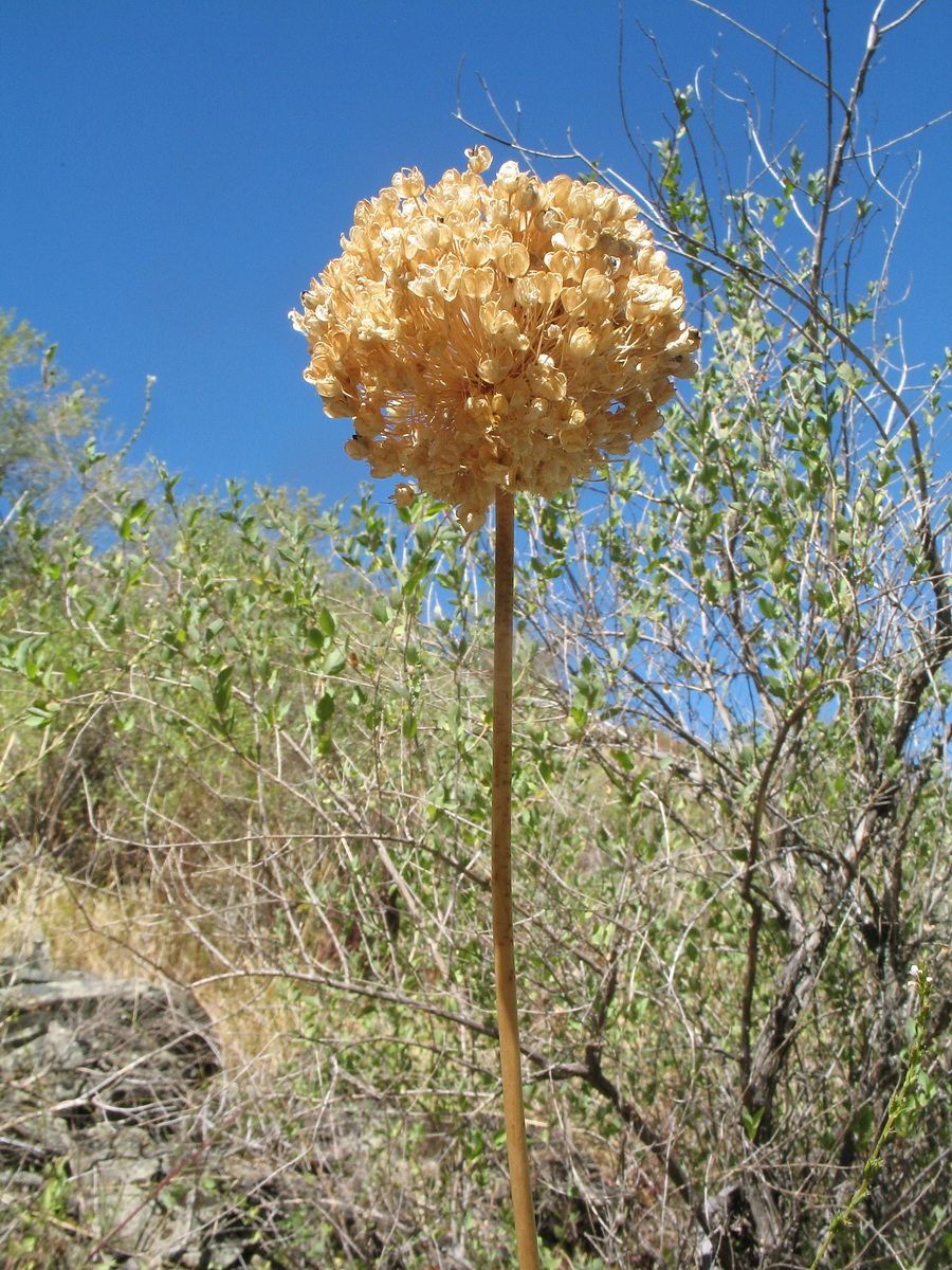 Image of Allium drobovii specimen.