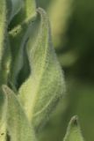 Verbascum thapsus