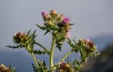 Cirsium polyacanthum. Верхушки побегов с соцветиями. Киргизия, Джалал-Абадская обл., Западный Тянь-Шань, северный берег оз. Сары-Челек, ≈ 1900 м н.у.м., влажный луг. 13.07.2022.