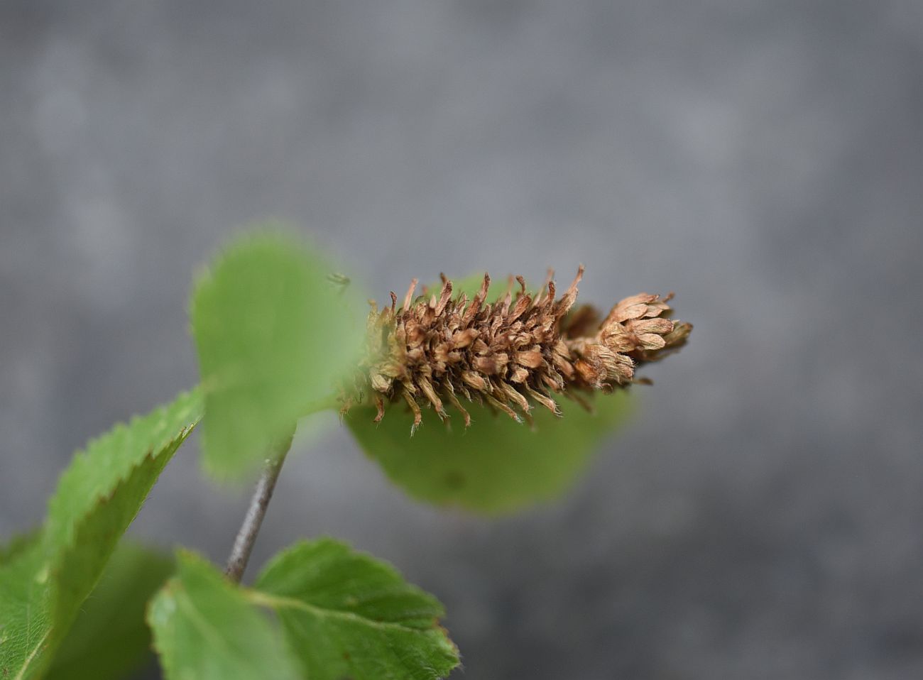 Image of genus Betula specimen.