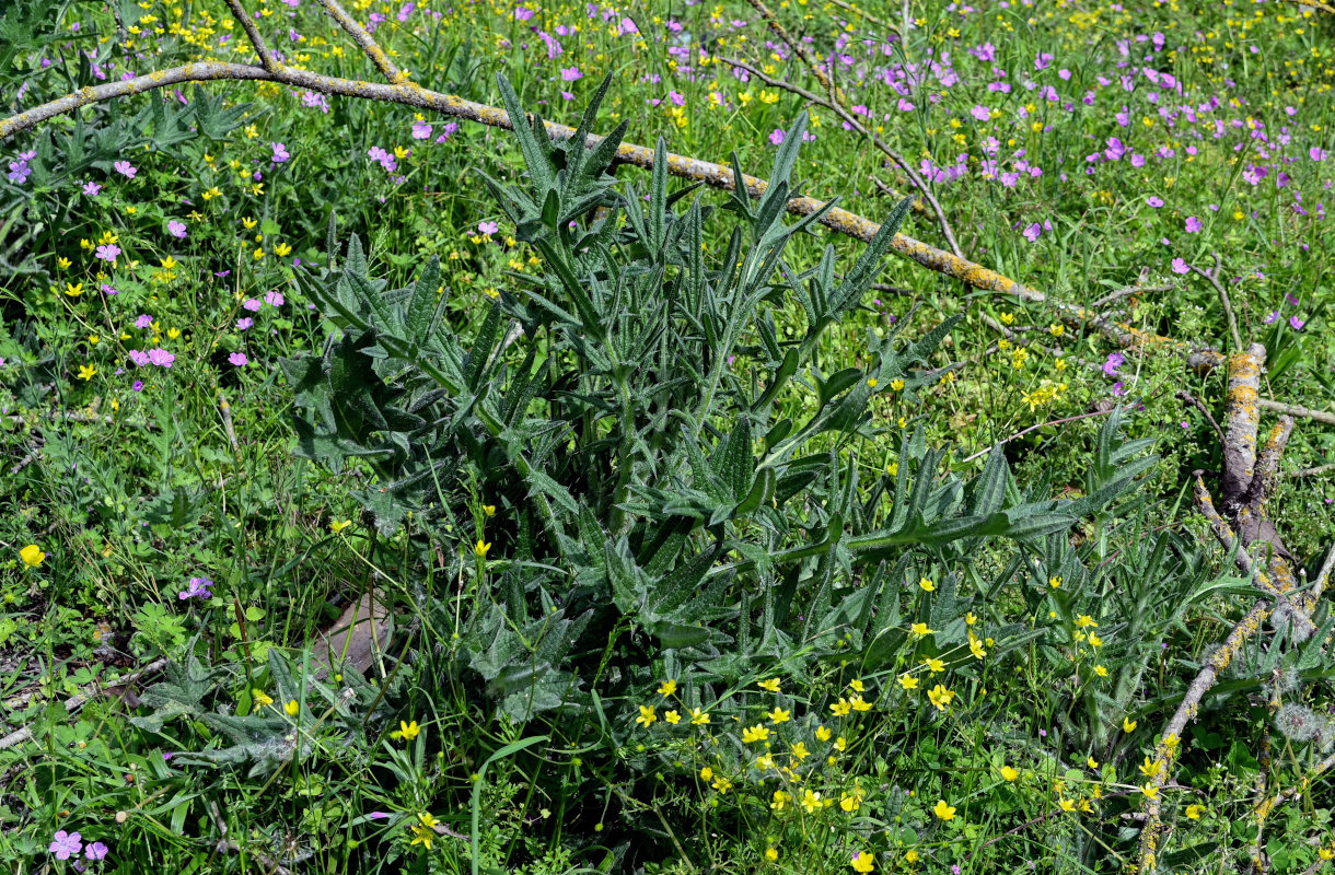 Image of Cirsium vulgare specimen.