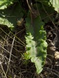 Taraxacum serotinum. Листья и соплодия. Оренбургская обл., Беляевский р-н, Донской сельсовет, Долгие Горы, степной склон. 5 сентября 2023 г.