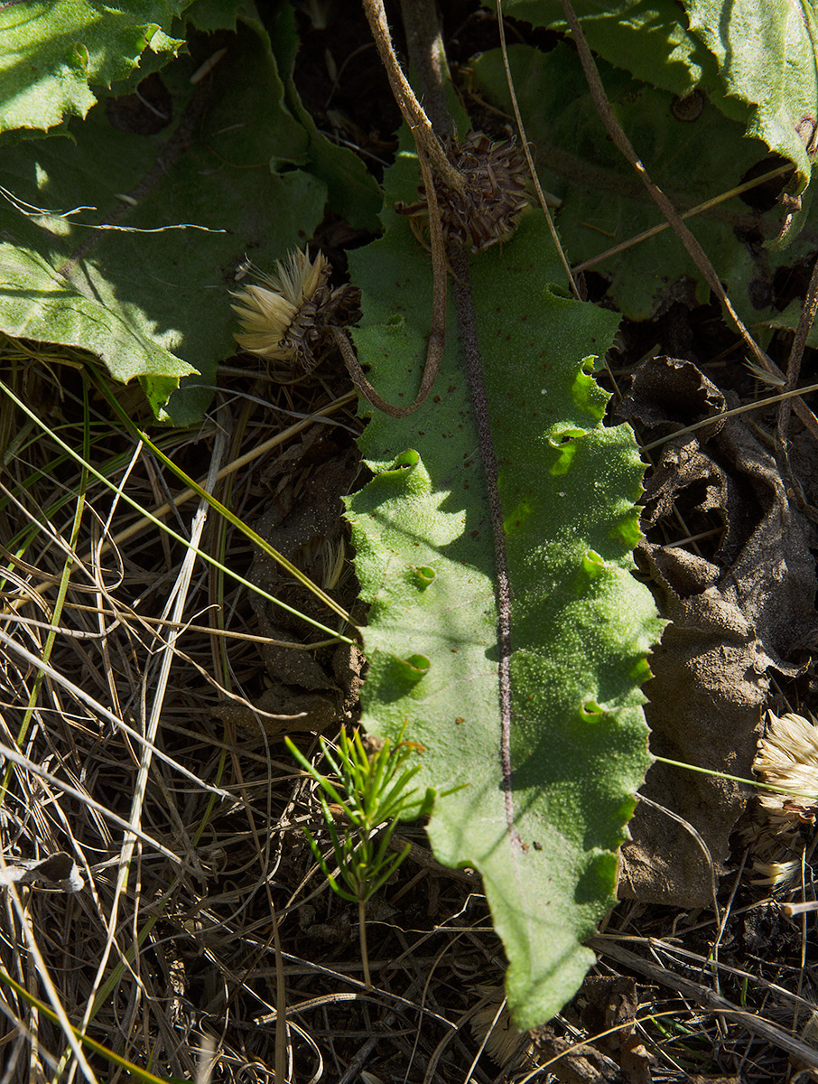 Image of Taraxacum serotinum specimen.