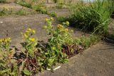 Inula britannica