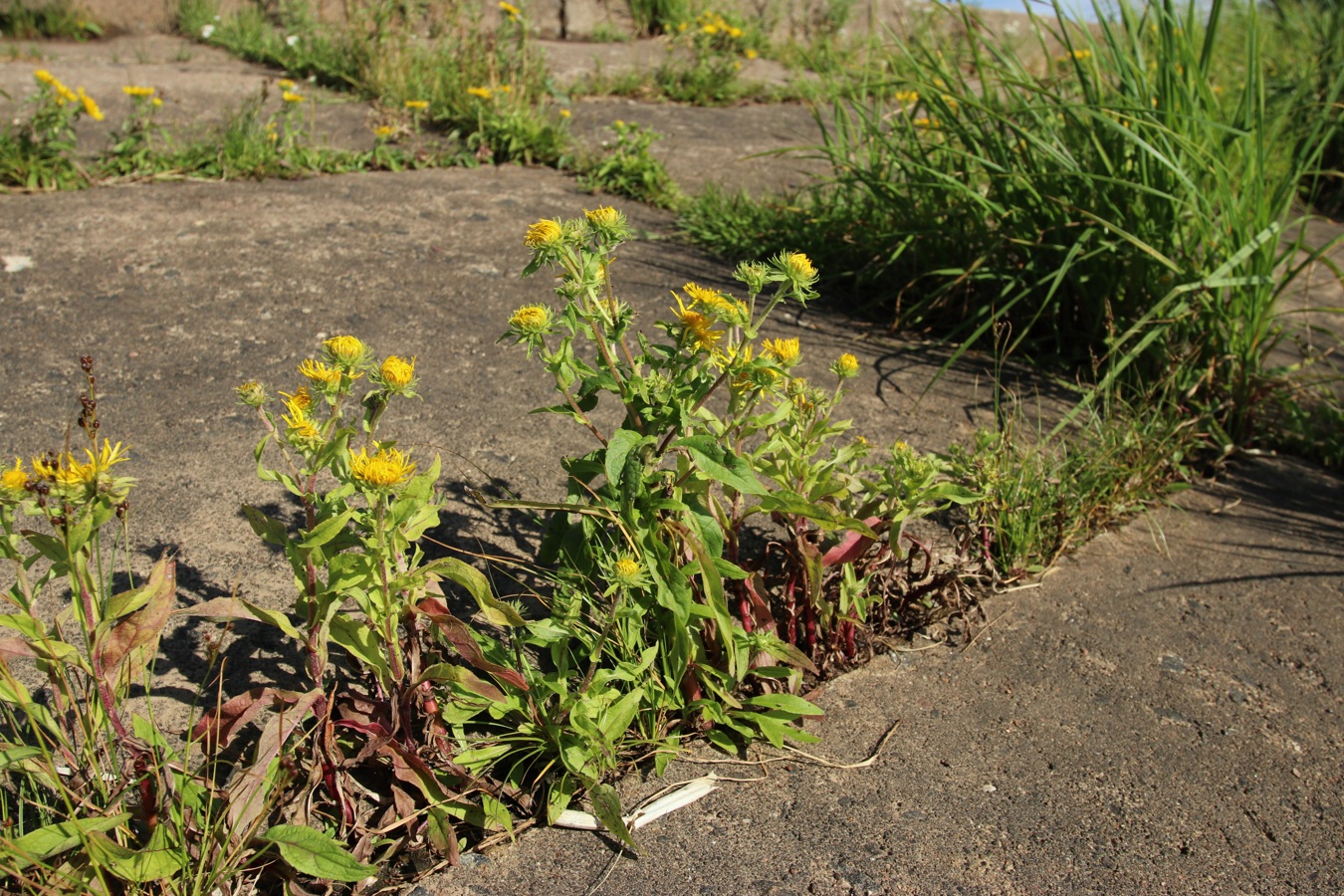 Изображение особи Inula britannica.