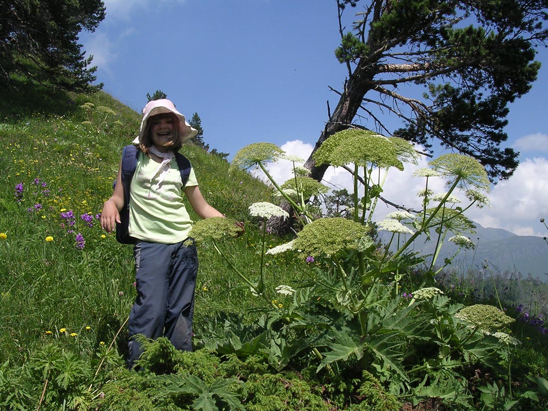 Image of Heracleum leskovii specimen.
