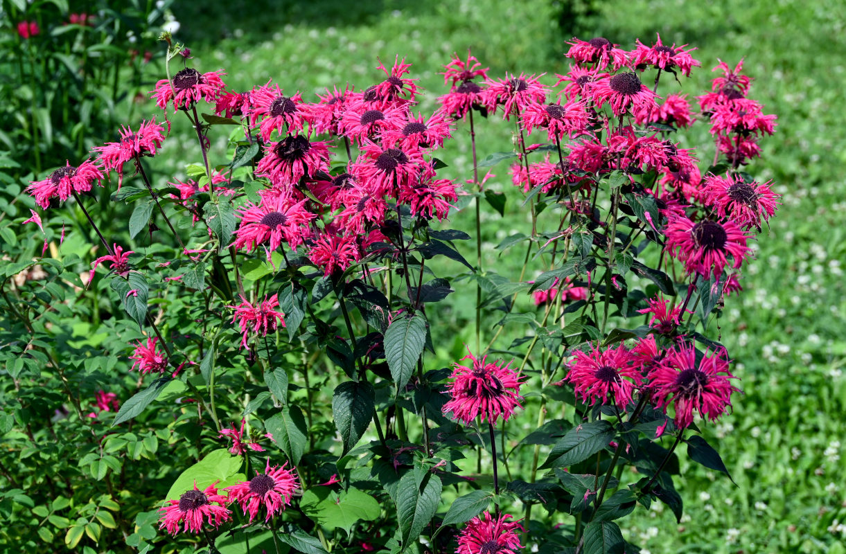 Image of Monarda fistulosa specimen.