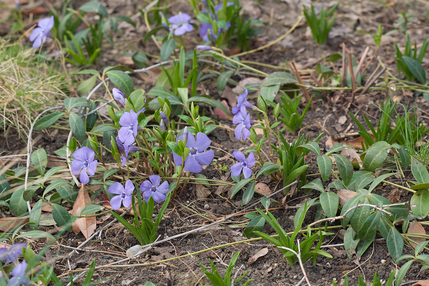 Изображение особи Vinca minor.