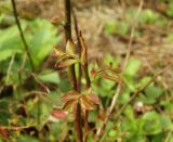 Vaccinium parvifolium. Верхушка ветви с молодыми побегами. Московская обл., г. Видное, садовый участок, кислый цветник. 28.04.2023.